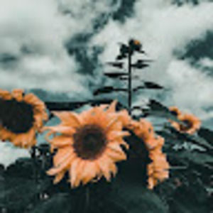 Meet your Posher, Divine